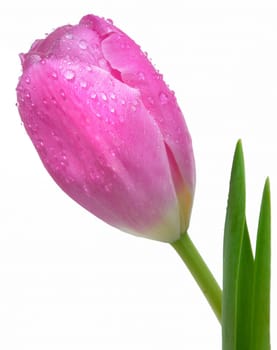 Pink tulip with dewdrops