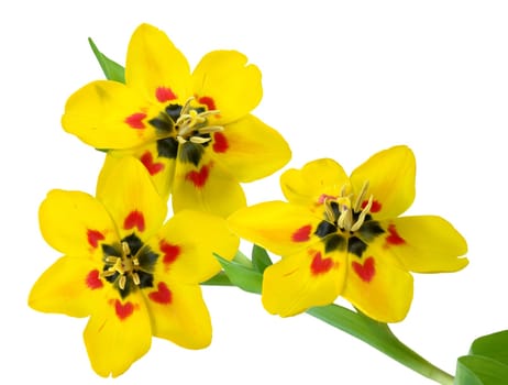 3 tulips