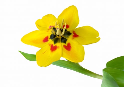 Tulip