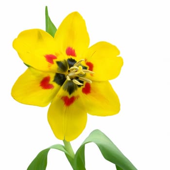 Tulip