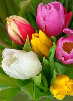 Fresh tulips