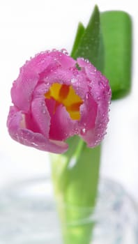 Tulip with dewdrops
