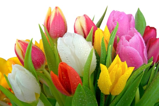 Tulips with dewdrops