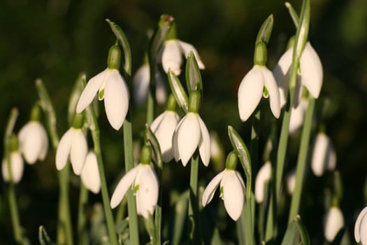 Snowdrop
