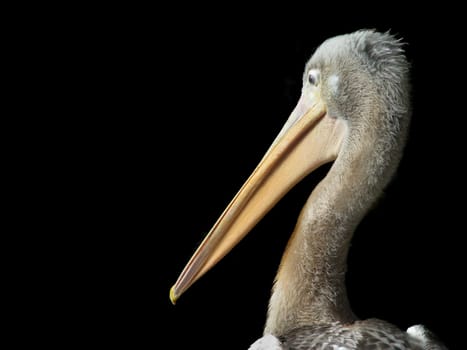 Pelican,Isolated