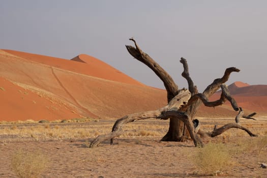 Namib Desert