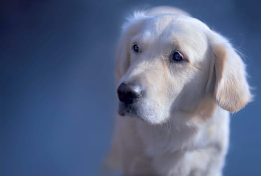 Golden Retriever Portrait