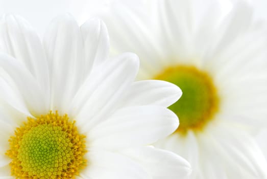 White daisies