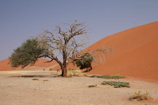 Tree in the desert