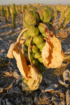 Brussels sprouts plant