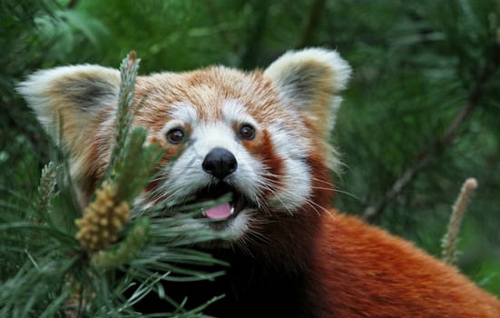 Red panda