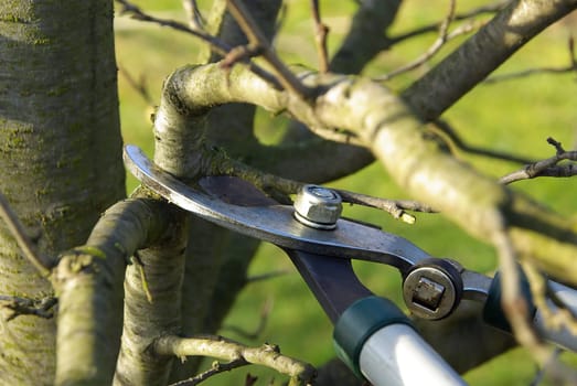 Tree Pruning 03