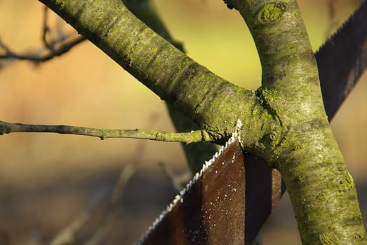 Pruning Tree 12