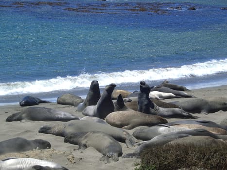 Elephant seal colony
