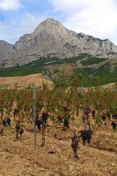Vineyard 06