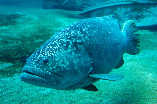 Leather Grouper