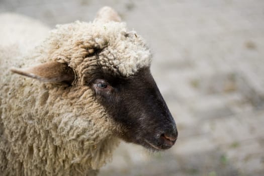 Sheep portrait