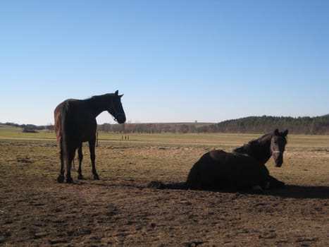 Two stallions