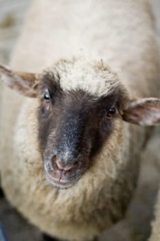 Sheep