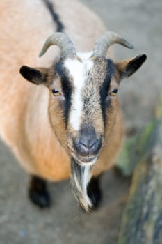 Nanny goat