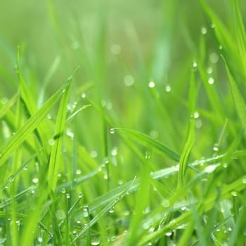 Fresh grass