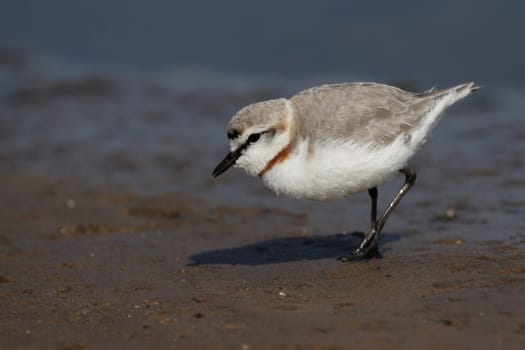 Pale Plover