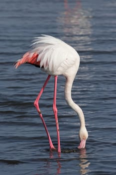 Greater flamingo