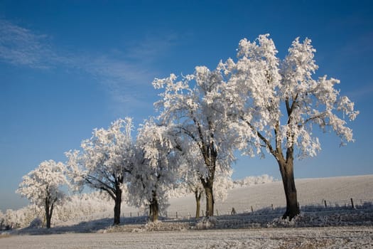 Trees with hoarfrost