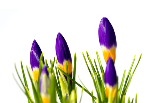 Crocuses 1