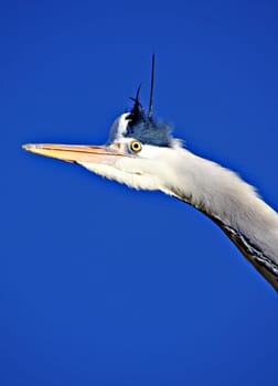 View into the Blue II
