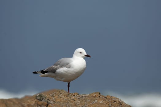 White-headed Black-headed Gull