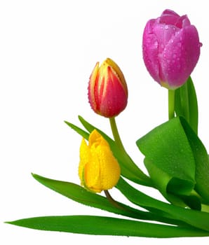 Three fresh tulips