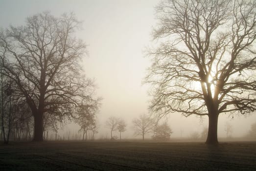 Trees in the fog