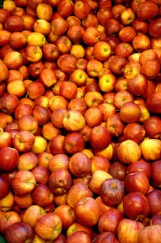 Apples Variety Gala
