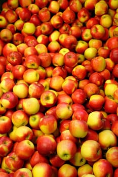 Apples variety Jonagold