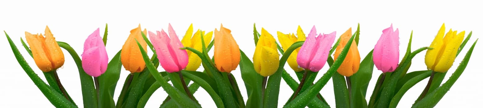 Lots of colorful tulips
