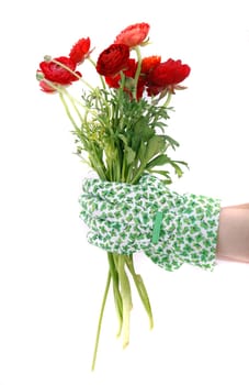 Hand with gardening glove holding ranunculus