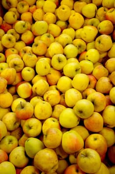 Apples variety Pinova