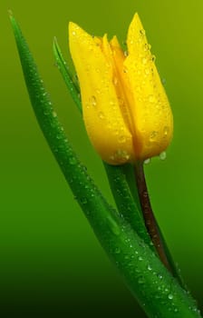 Tulip with dewdrops