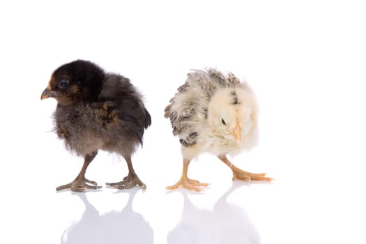 Easter chickens