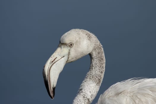 Flamingo Portrait