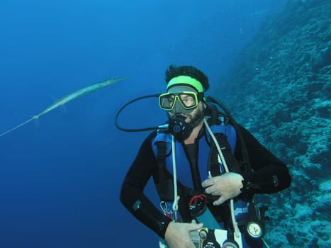 Flute fish in view