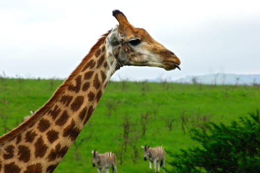 Giraffe in the African savannah