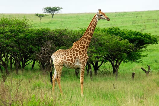 Giraffe in the African savannah