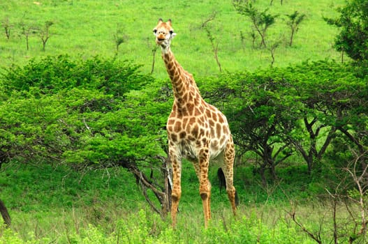 Grazing Giraffe