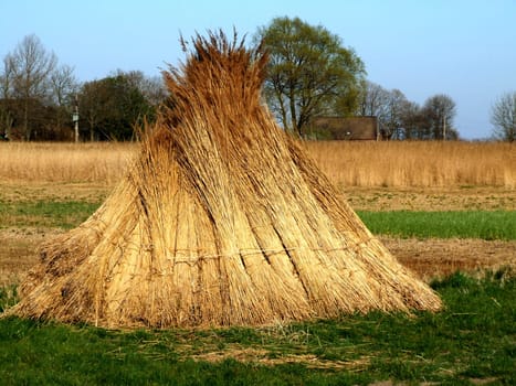 Reed