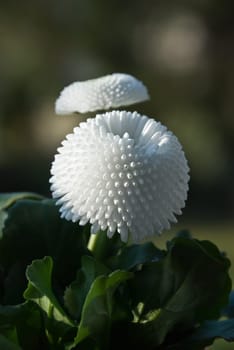 White Bellis
