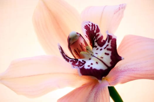 Orchid