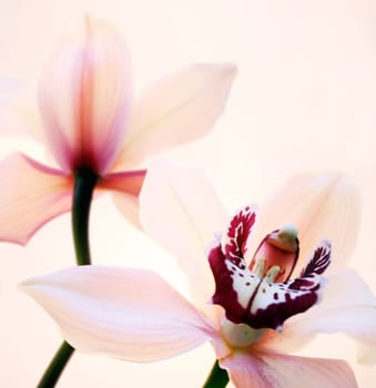 Orchids