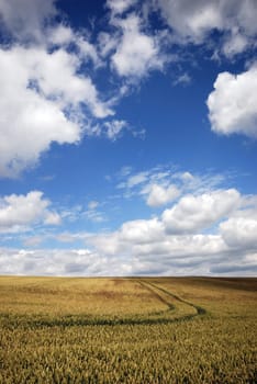 Wheatfield